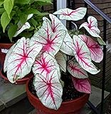 White Queen Caladium 3 Bulbs - Frosty White/Green/Red