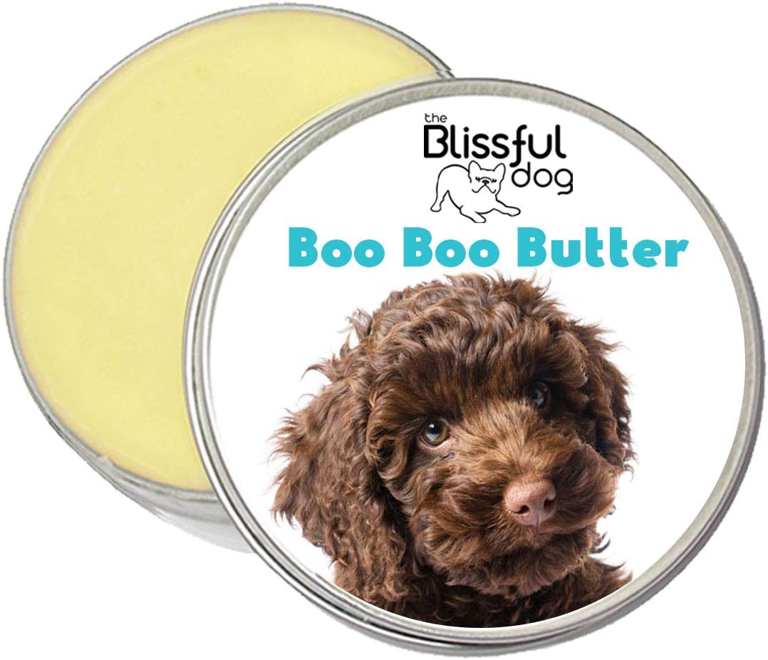 labradoodle scratching all the time