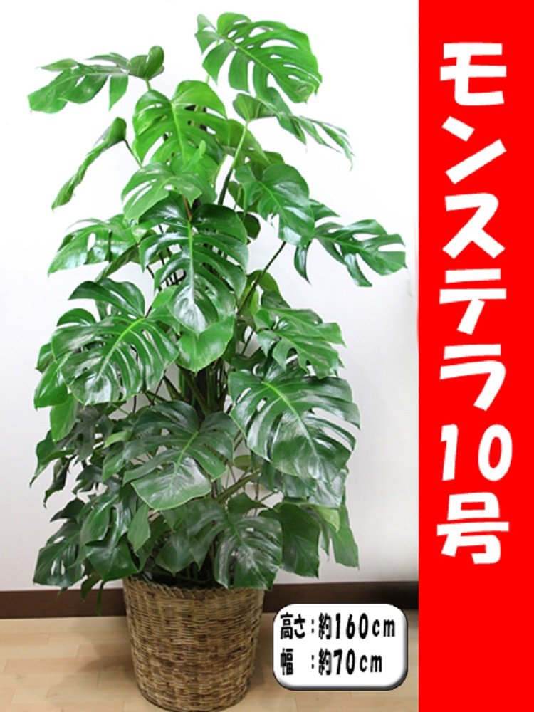 在庫限り 観葉植物 モンステラ 10号 鉢カバー付 B013noznco 60 Off Autoplus Com Tn