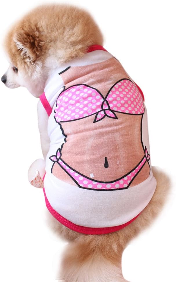 bichon frise pet cut