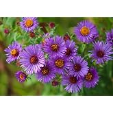 100PCS New England Aster Seeds Purple Perennial Heirloom Fall Planting Seed