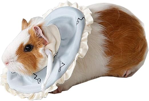 guinea pig collar