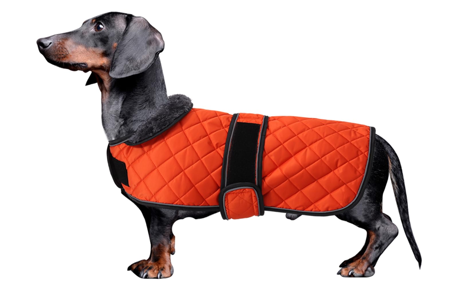 Morezi Dachshund Winter Coat - Padded Fleece Lining, Adjustable Bands - Orange - S