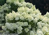 Proven Winners® 'Bobo' Hydrangea - Hardy Perennial - 4