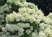 Proven Winners® 'Bobo' Hydrangea - Hardy Perennial - 4" pot