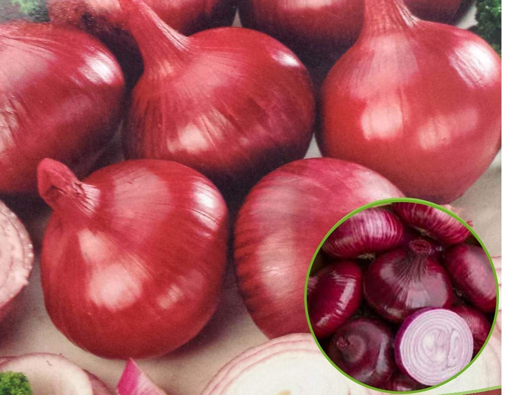 50 x Onion Sets- Red Baron- Popular in Salads- Sharp Pungent Flavour- Start Growing in Your Beautiful Garden Today – RHS Award of Garden Merit