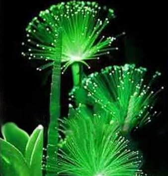 MEIGUISHA Gartensamen-Nachtlicht seltene Smaragd Fluoreszierend Blumensamen Emitting Pflanzen für Garten Topfpflanze