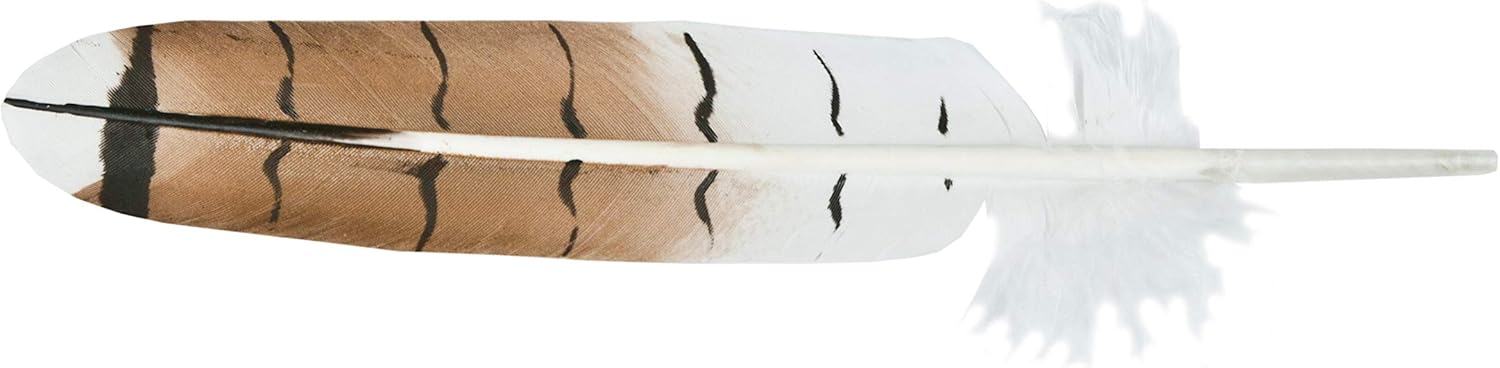 Amazon Com Red Tail Hawk Single Feather Imitation Arts Crafts Sewing