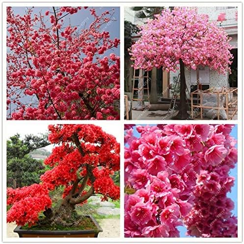 GEOPONICS Seeds: 10 Pcs Sakura Seed Japanese Cherry Blossoms Cerasus Bonsai Tree Seeds for Home Gard Flower: Mix