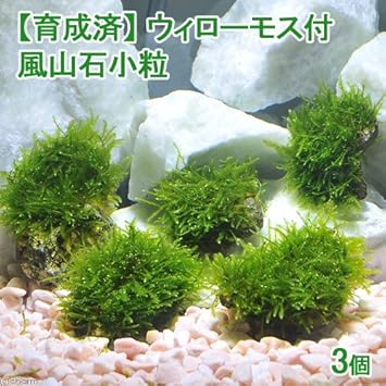 Amazon 水草 育成済 ウィローモス 風山石小粒 無農薬 ３粒 北海道航空便要保温 Charm チャーム 生体水草 通販