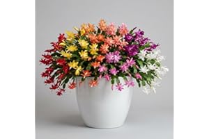 AVERAR Christmas Cactus Plant, Thanksgiving Cactus in 4” Pot, Colorful Holiday Blooms, Indoor Gardens Growing (Mixed Christmas Cactus)