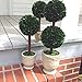 Preserved Boxwood Dble Ball Topiary W/ Footed Pot 21