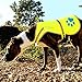 SafetyPUP XD Dog Reflective Vest – Hi-Vis Fluorescent Visibility That Helps to Safeguard Your Pet On/Off Leash in Urban & Rural Areas (Yellow, Large)