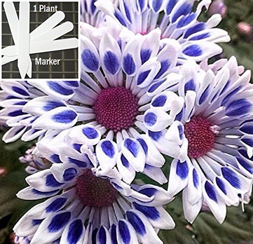 White Blue Chrysanthemum 400+ Seeds 1/2 oz wt (Asteraceae) Upc 648620998156 + 1 Free Plant Marker