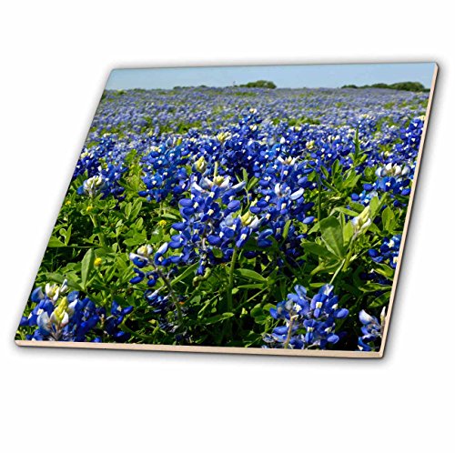 3dRose ct_94451_4 Bluebonnets, Freyburg, Texas-US44 FVI0007-Franklin Viola-Ceramic Tile, 12-Inch