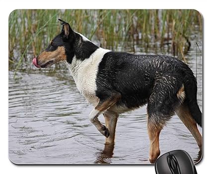 Amazon Com Gaming Mouse Pads Mouse Mat Collie Dog Short Haired