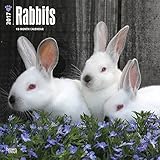 2017 Monthly Wall Calendar - Rabbits