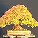 Adarl 20 pcs / Bag Rare Japan Maple Seed Bonsai Maple SeedsTree Seeds Balcony Plants For Home Garden Gold