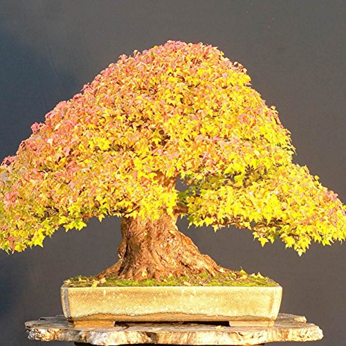 Adarl 20 pcs/Bag Rare Japan Maple Seed Bonsai Maple SeedsTree Seeds Balcony Plants For Home Garden Gold
