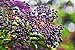 Norm's Farms Delicious and Flavorful Elderberry Jam, 9 Ounce Jar