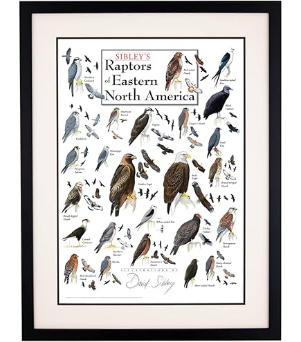 Birds That are Raptors