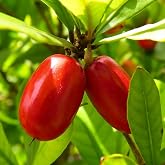 Mixrug Miracle Fruits Seeds for Planting Outdoor, 34pcs Perennial Miracle Fruit Tree Seed Non-GMO Heirloom Sweet Edible Fruit, Sweet Juicy Fruits Plants in Your Home Garden