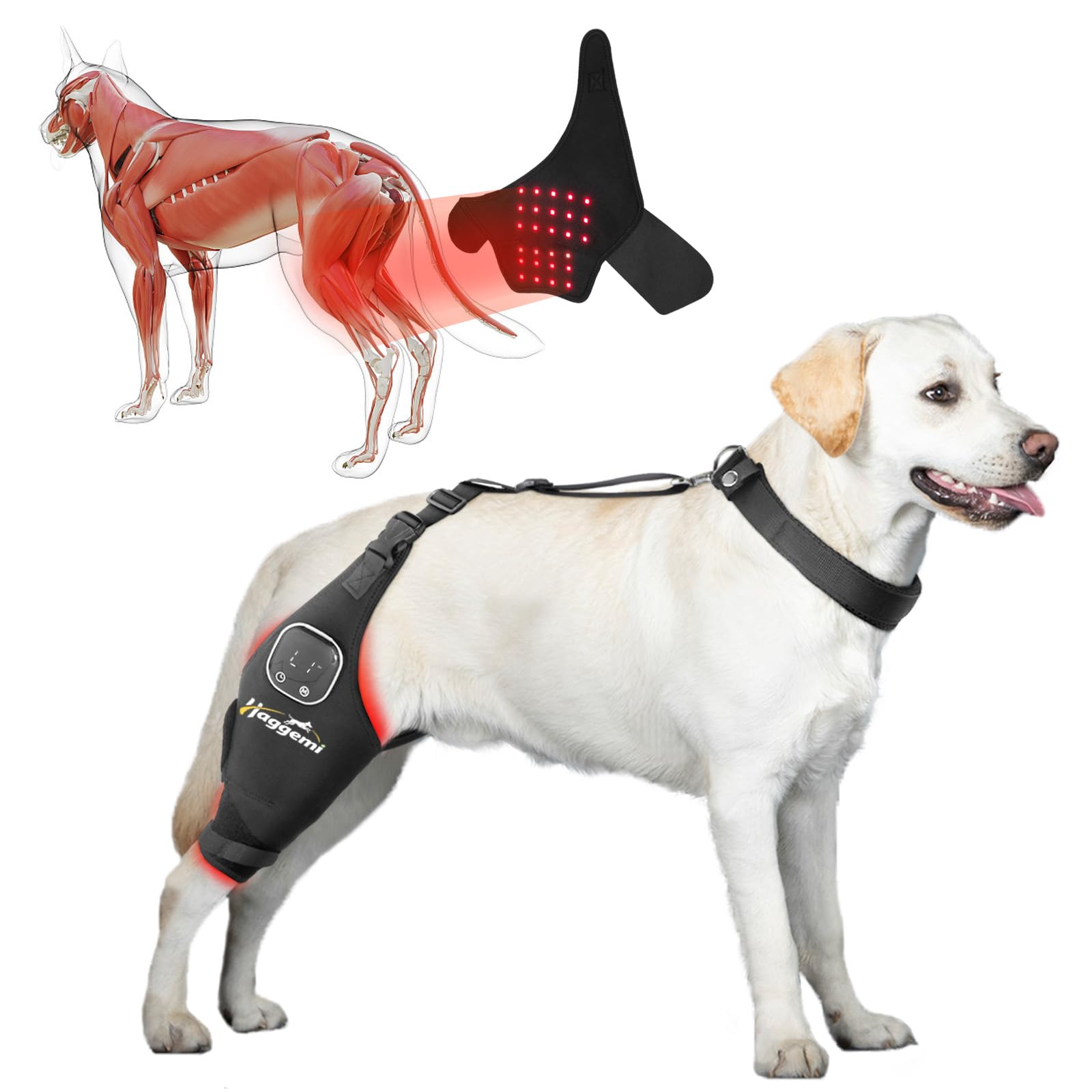 Photo 1 of HAGGEMI Dog Knee Brace – Support for ACL & Knee Joint Issues with Red Infrared Light Therapy, Pain Relief for Arthritis & Ligaments, Portable & Cordless, Patent Pending?Right Leg,L?