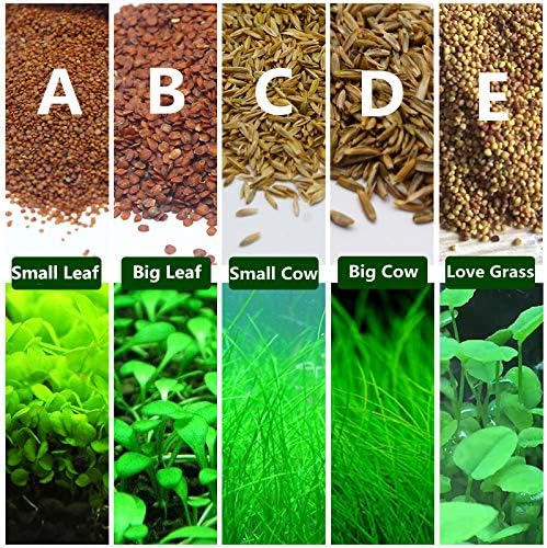 KINGDUO Aquatic Seeds, Fish Tank, Landscaping, Grass Seeds, Fish Tank, Green Plant Seeds Aquarium Plant Tree Seeds-E