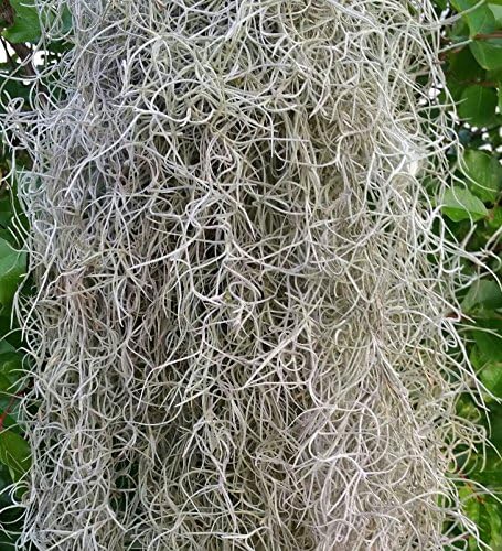 Spanish Moss Fresh &amp; Live (1/2 LB) as seen down south