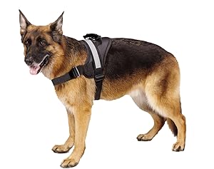 german shepherd belt price