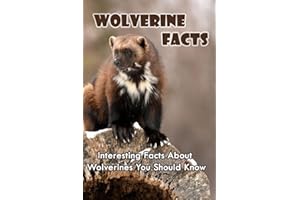 Wolverine Facts: Interesting Facts About Wolverines You Should Know: Ferocious Facts About Wolverines