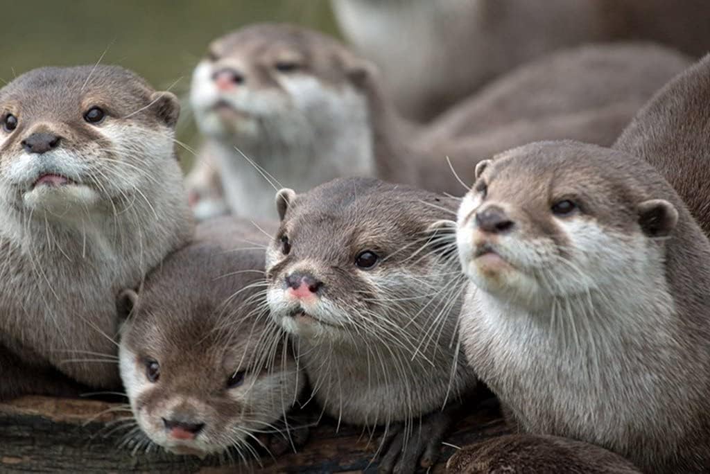 Amazon Co Jp A0 特大 ポスター カワウソ動物家族ビュー 壁紙ウォールステッカーポスター A0 11x841mm Generic