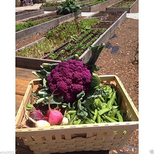 Cauliflower seeds - Graffiti Cauliflower - flashy purple heads. 20 Seeds !