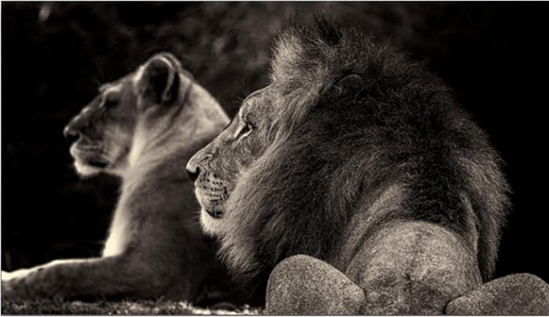 Amazon Co Jp Weuewq ポスター 壁の動物のポスターとプリントの大きなサイズの黒いライオンのキャンバスの絵画リビングルームの壁の写真 50x90cmx1フレームなし Generic