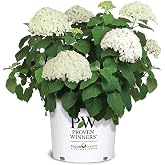 Proven Winners 5 Gal. Incrediball Hydrangea Shrub
