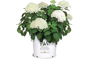 5 Gallon Proven Winners Hydrangea Incrediball Shrub
