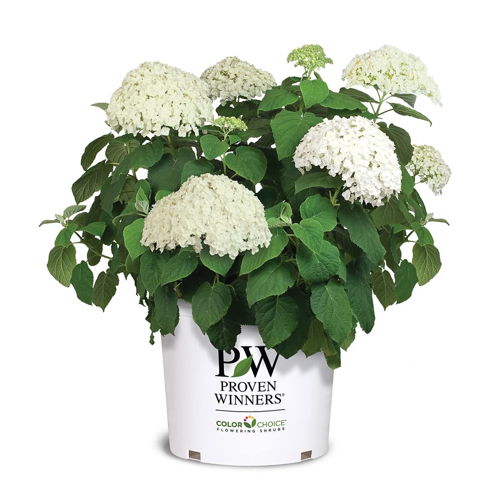 5 Gallon Proven Winners Hydrangea Incrediball Shrub