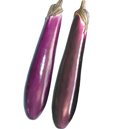 Amazon.com : Tomato Seeds - Momotaro - Hybrid - 1000 Seeds
