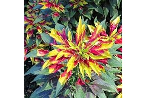 Palm Beach Medicinal Herbs - Joseph's Coat Perfecta Amaranth (Amaranthus Tricolour) - Packet of 40 Seeds