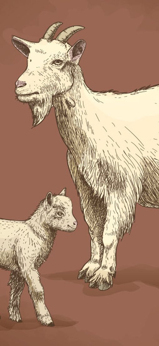 PeelitStickit Goat Animal Skin Wall Mural 025, vinyl