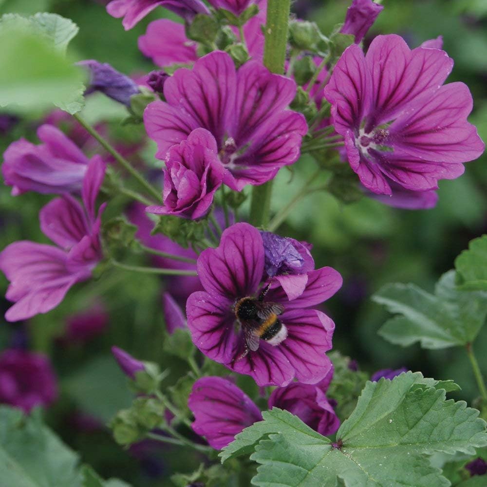 Wildflower Seeds for The Garden Perennial Annual Plants Grow Your Own UK Wild Flower Seed Mix Poppies - Image 5