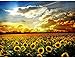 Fipart DIY diamond painting cross stitch craft kit，Wall stickers for living room decoration， sunflower(14X18inch/35X45CM)