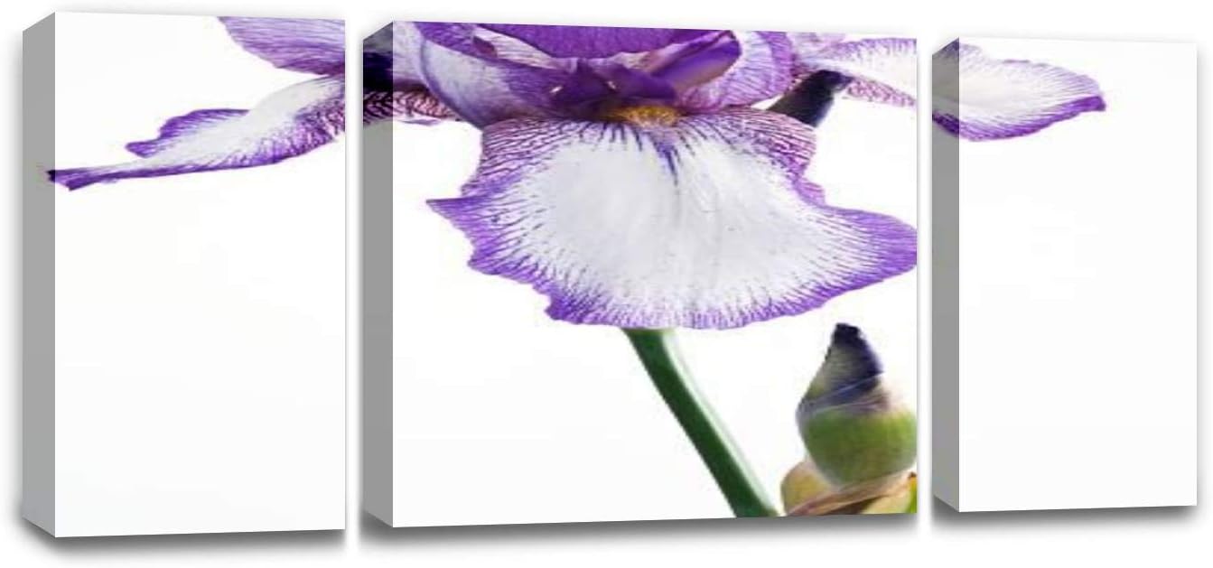 CCArtist Purple iris Flower on White Wall Decoration Print