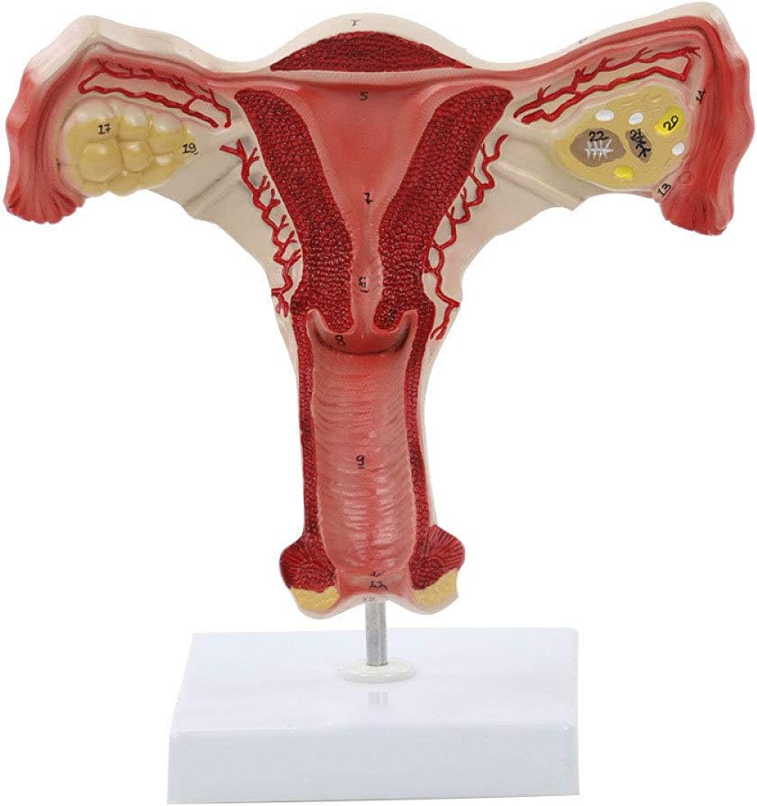 Human Uterine Reproductive Model Uterus Reproductive Anatomy Model for Medical Teaching