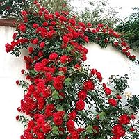 Mggsndi 200Pcs Climbing Rose Seeds Flower Plant Home Garden Roof Bonsai Balcony Decor - Heirloom Non GMO - Seeds for Planting an Indoor and Outdoor Garden Rose Seeds 200pcs