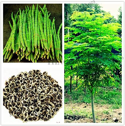 Celosia Cristata Bonsai Tree Suaveolen 10pcs/Bag Moringa Seeds Moringa oleifera Tree Seeds, Edible Seeds Drumstick Tree Bonsai Plant for Home Garden