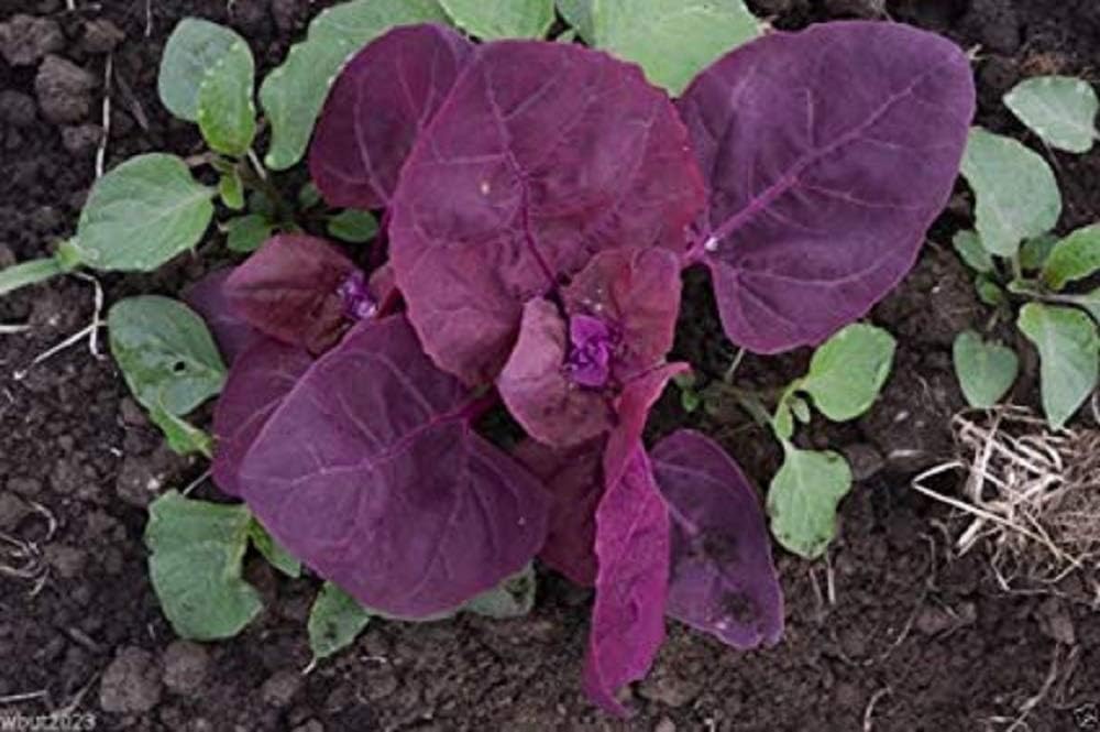 December01 Purple Passion Spinach 100 Seeds - Old but New! -Veggie