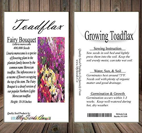 4 BIG+PACK+SNAPDRAGON+maroccana+MySeeds+Co