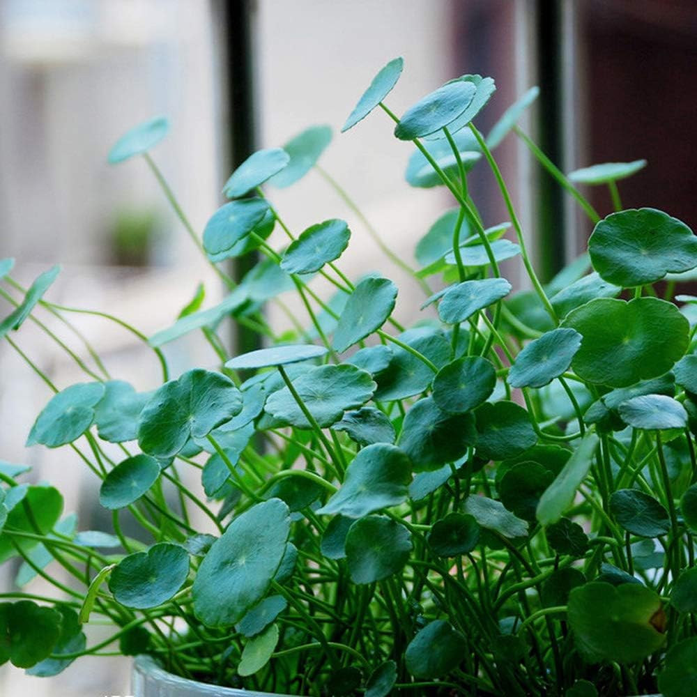 Aquarium Grass Plants Seeds,Aquatic Dichondra repens Forst Carpet Water Grass,Oxygenating Weed Live Pond Plant Seeds,Fish Aquatic Water Grass Decor,Easy to Plant Grow Maintain-10G - Image 3