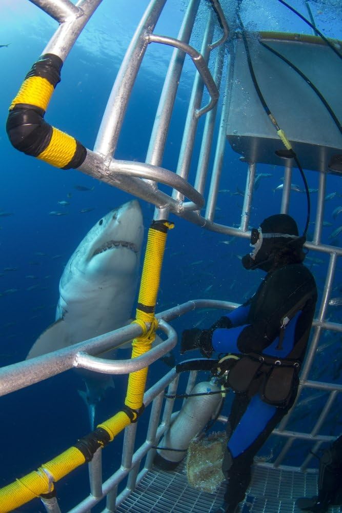 Posterazzi Diver observes a male white inside a shark cage Guadalupe Island Mexico Poster Print, (11 x 17)